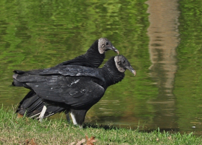 black vulture